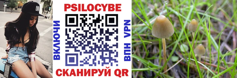 Псилоцибиновые грибы Psilocybe  Краснообск 